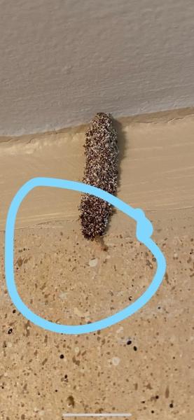 Royal Termite Control