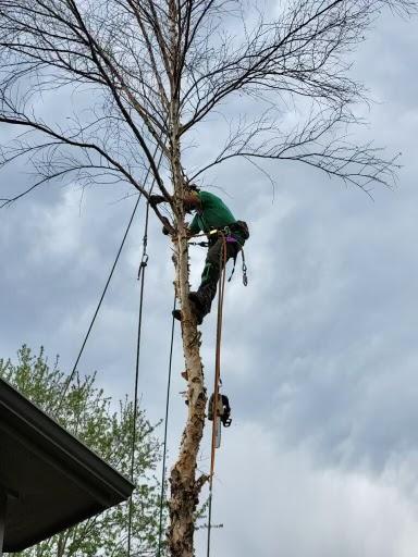 Wellman Tree Service