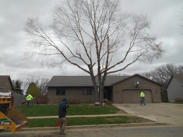 Wellman Tree Service