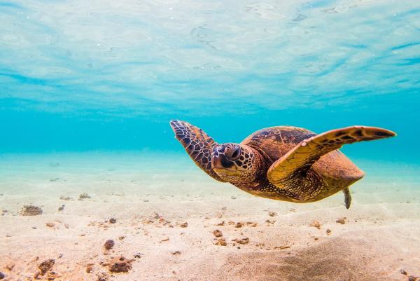 Blue Honu Pool Services