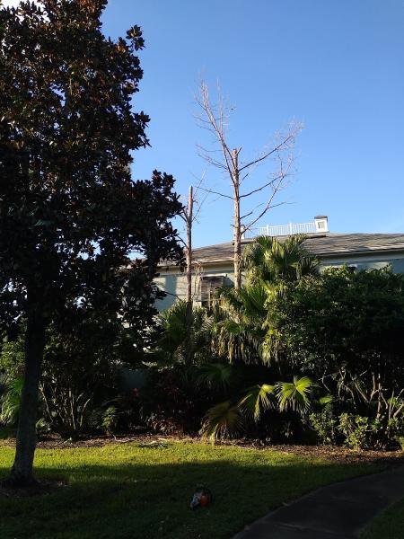 Z's Bobcat & Tree Service