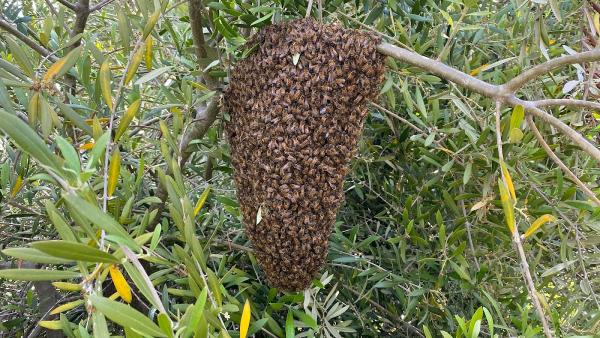 Victory Bee Removal