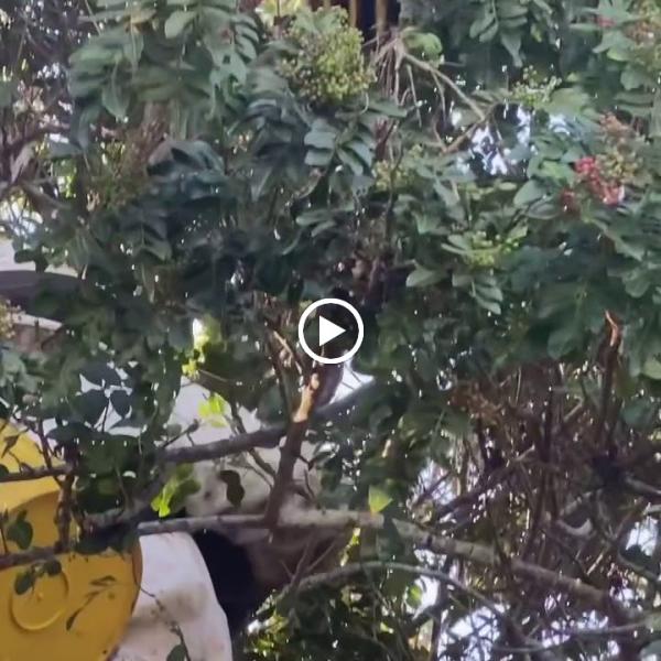 Victory Bee Removal