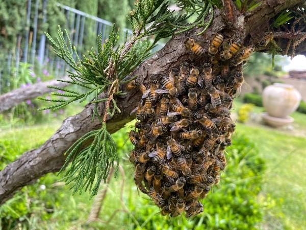 Victory Bee Removal