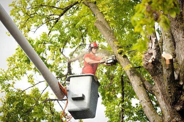 Greenwich Tree Removal