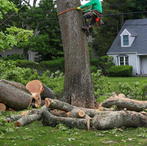 Greenwich Tree Removal
