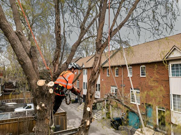 Greenwich Tree Removal