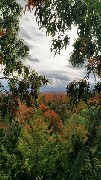 Shadetree Pruning and Permaculture