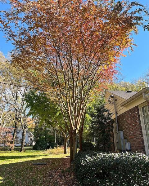 My Tree Guy
