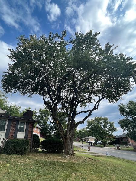 My Tree Guy