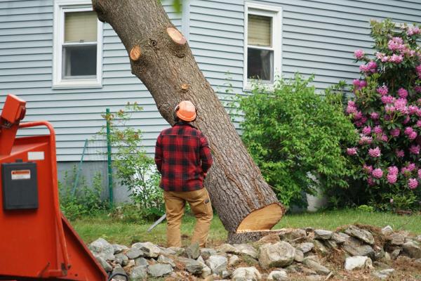 STL Stump Removal