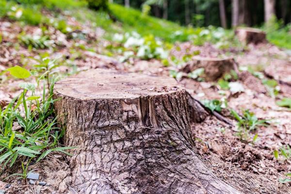 STL Stump Removal