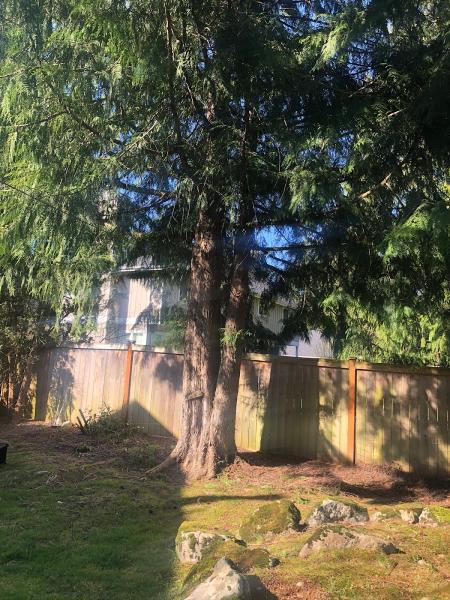 Timber Tigers NW
