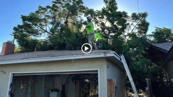Travis Tree Service