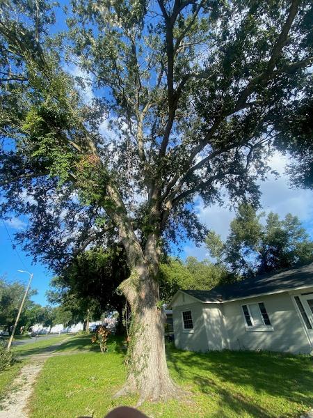 Casma Tree Services