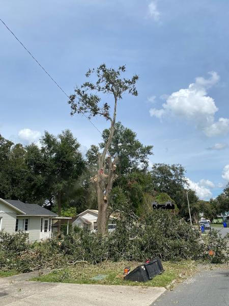 Casma Tree Services