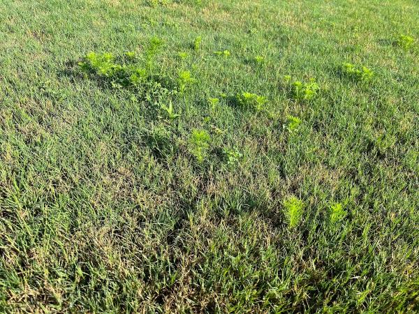 Environmental Turf Management