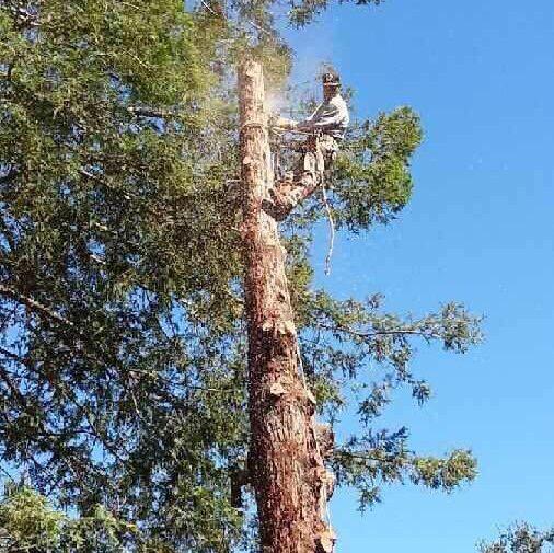 Julian's Tree Service