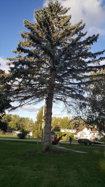 Brouwer Tree Co