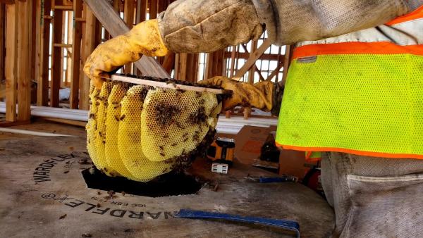 Bee Rescue