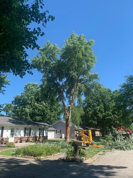 Rumble Bee Tree Service