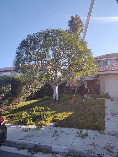 Leon Tree Service Inc