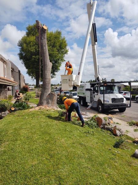 Leon Tree Service Inc