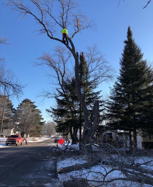 Razor Tree Service
