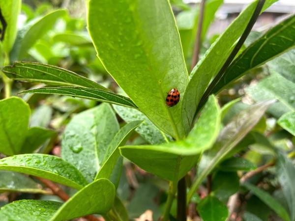 Lydybug Pest Control
