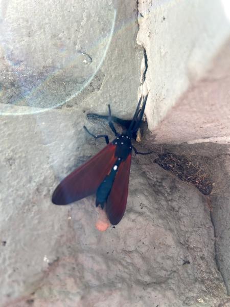 Lydybug Pest Control