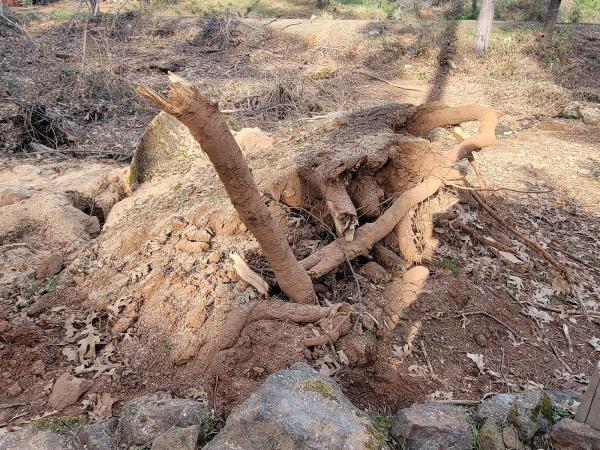 David's Stump Grinding