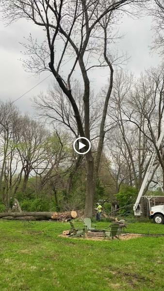 Timber Tree Service LLC