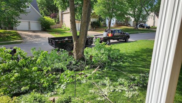 Timber Tree Service LLC