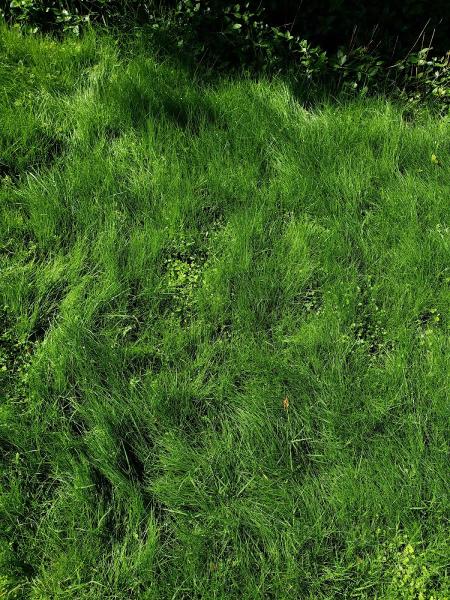 Lannen's Lawn & Sprinkler LLC