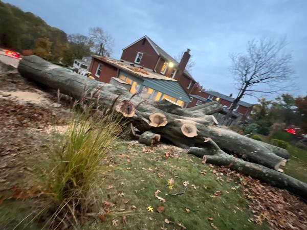 Axeman Tree Service