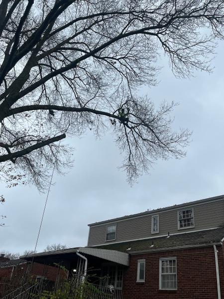 Axeman Tree Service