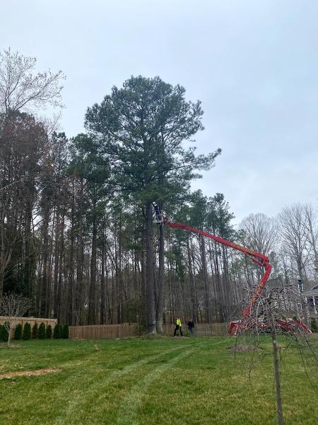 M-C Hernandez Tree Services