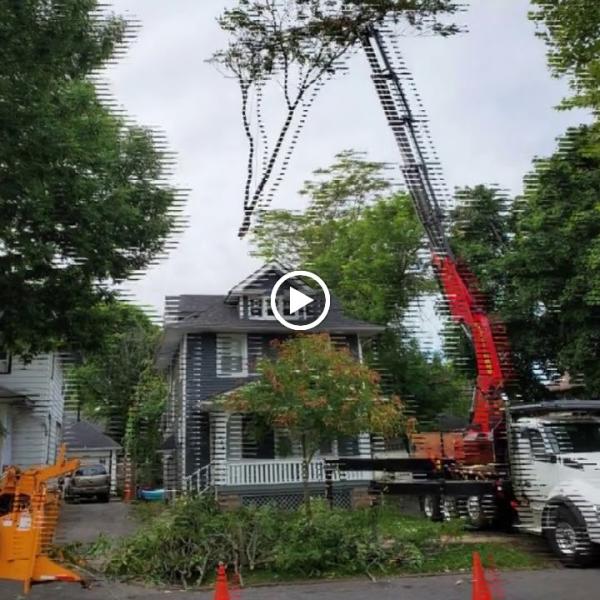 Expert Tree Service