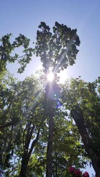 Bob Weir Tree Services