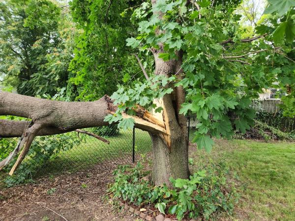 Arbor Pro Tree Service