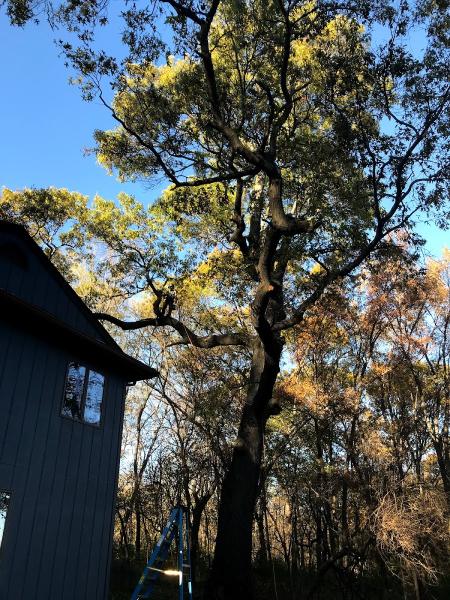 Arbor Pro Tree Service