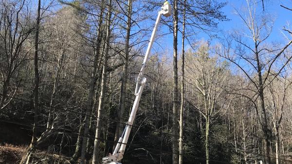 Tree Cutters