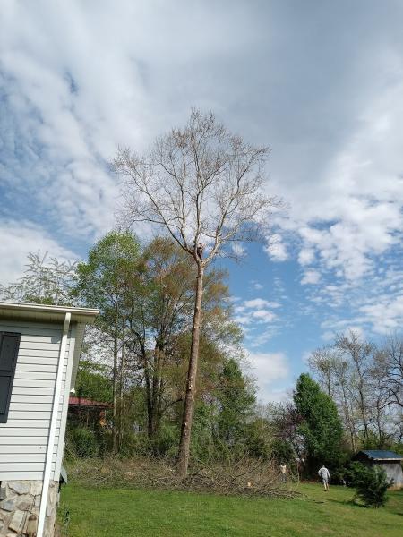 Tree Cutters