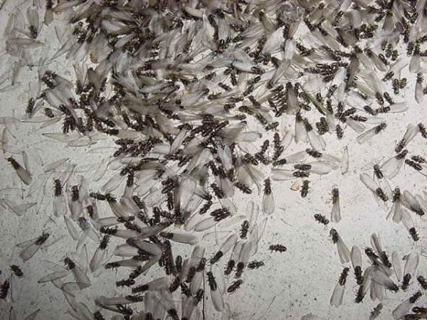 J&J Pest Control Inc