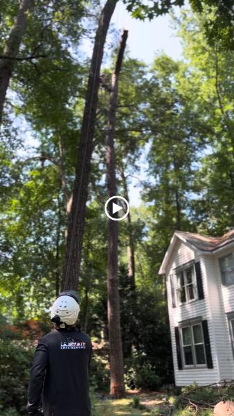 Ultimate Tree Service