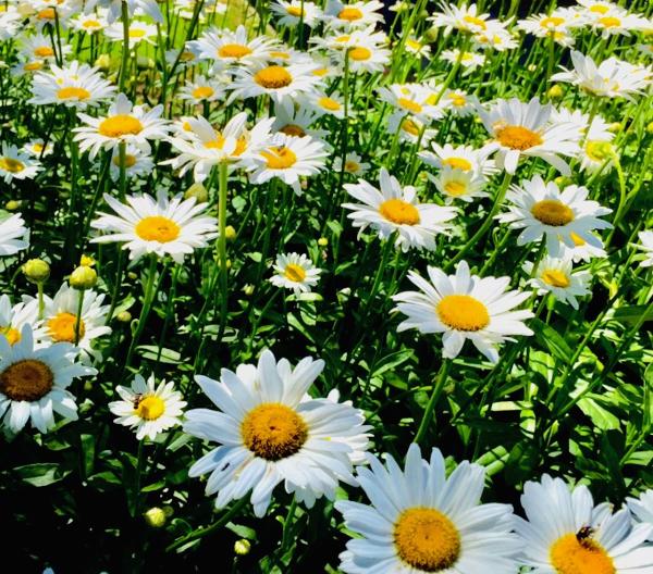 Daisy Fresh Carpet Cleaners