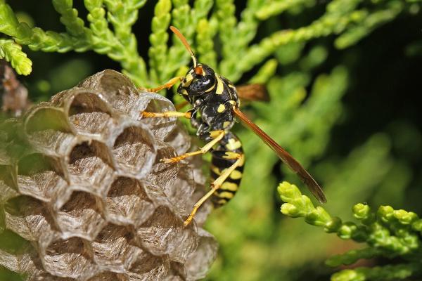 Sunset Pest Solutions