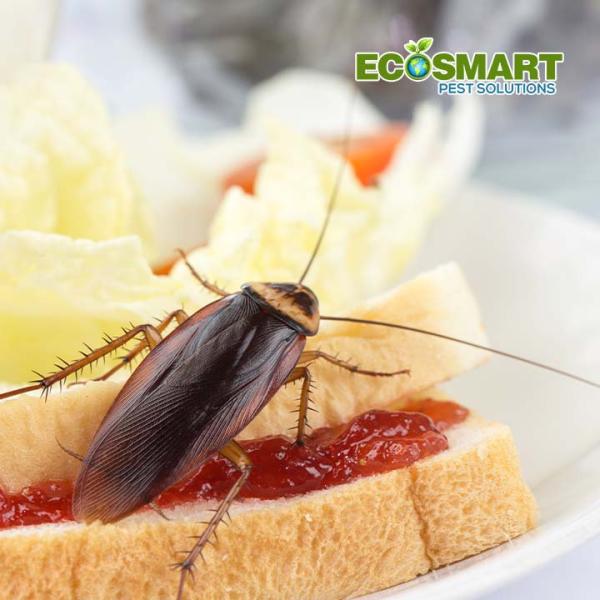 Ecosmart Pest Solutions