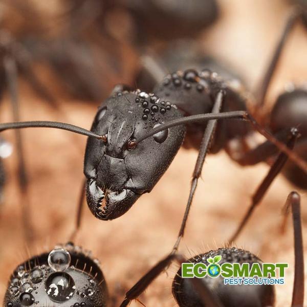 Ecosmart Pest Solutions