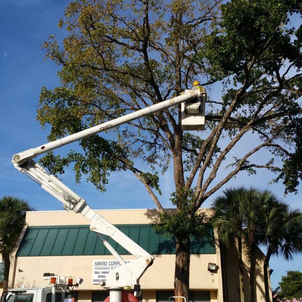 All About Trees Tree Service